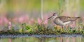 Wood Sandpiper - Tringa glareola Royalty Free Stock Photo