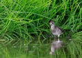 Wood Sandpiper (Tringa glareola) looking for food