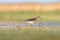 Wood Sandpiper Tringa glareola