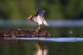 Wood Sandpiper Tringa glareola