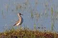 A Wood Sandpiper, Tringa glareola, wading bird. Royalty Free Stock Photo