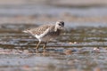 The wood sandpiper Tringa glareola Royalty Free Stock Photo