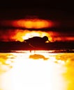 Wood sandpiper (Tringa glareola) silhouette feeding in the wetlands at sunset
