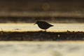 Wood sandpiper (Tringa glareola) silhouette feeding in the wetlands at sunset