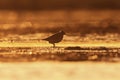 Wood sandpiper (Tringa glareola) silhouette feeding in the wetlands at sunset