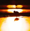 Wood sandpiper (Tringa glareola) silhouette feeding in the wetlands at sunset