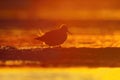 Wood sandpiper (Tringa glareola) silhouette feeding in the wetlands at sunset Royalty Free Stock Photo