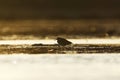 Wood sandpiper (Tringa glareola) silhouette feeding in the wetlands at sunset