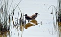 Wood sandpiper, Tringa glareola, a small wader Royalty Free Stock Photo