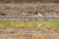 Wood Sandpiper (Tringa glareola) standing on the mud.