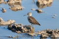 Wood sandpiper (Tringa glareola) stopping at artesian waterbody during spring migration, Betpak Dala desert, Kazakhstan