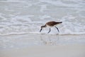 Wood Sandpiper tringa glareola wading along the shore