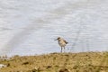 Wood sandpiper (Tringa glareola)