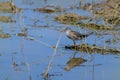 Wood sandpiper Tringa glareola in the wild Royalty Free Stock Photo