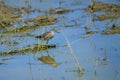 Wood sandpiper Tringa glareola in the wild Royalty Free Stock Photo