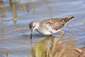 Wood Sandpiper (Tringa glareola) Royalty Free Stock Photo