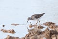 Wood Sandpiper (Tringa glareola) Royalty Free Stock Photo