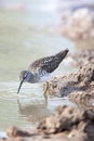 Wood Sandpiper (Tringa glareola) Royalty Free Stock Photo