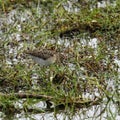 Wood Sandpiper Royalty Free Stock Photo