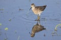 Wood sandpiper wading in shallow water with reflection Royalty Free Stock Photo