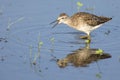 Wood sandpiper wading in shallow water with reflection Royalty Free Stock Photo