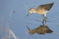 Wood sandpiper wading in shallow water with reflection Royalty Free Stock Photo