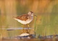 Wood sandpiper walking on water closeup