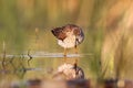 Wood sandpiper walking on water