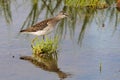 Wood Sandpiper among water grass at the shallow water of Manych