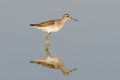 Wood Sandpiper in water with reflection