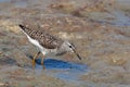 Wood Sandpiper ÃÂ¢(Tringa glareola)