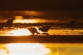 Wood sandpipers (Tringa glareola) silhouette feeding in the wetlands at sunset