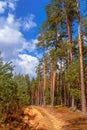 Wood sandy trail and moat in beautiful pine forest