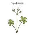 Wood sanicle Sanicula europaea , medicinal plant