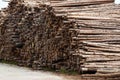 Wood saw cuts in a pile of logs, view of harvested logs