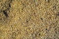 Wood sawdust background closeup. Sawdust texture, close-up background of brown sawdust Royalty Free Stock Photo