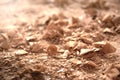 Wood sawdust closeup. Sawdust floor texture. Milling machine Royalty Free Stock Photo