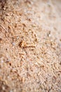 Wood Sawdust Macro Texture Background Royalty Free Stock Photo