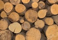 Wood sawed logs natural pattern