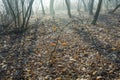 Winter woods scenery over the Ticino riverbanks Royalty Free Stock Photo