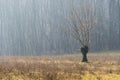 Winter woods scenery over the Ticino riverbanks Royalty Free Stock Photo