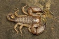 Wood scorpion, Liocheles sp, Hemiscopiidae, Gumti, Tripura , India