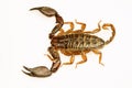 Wood scorpion, Liocheles sp, Hemiscopiidae, Gumti, Tripura , India