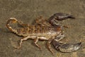 Wood scorpion, Liocheles sp, Hemiscopiidae, Gumti, Tripura
