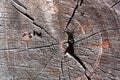 Wood in section texture, ancient stump close-up, cross section of the tree, cut the old log, brown dark old tree, textured wooden Royalty Free Stock Photo