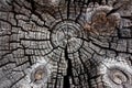 Wood in section texture, ancient stump close-up, cross section of the tree, cut the old log, brown dark old tree, textured wooden Royalty Free Stock Photo