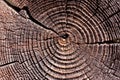 Wood in section texture, ancient stump close-up, cross section of the tree, cut the old log, brown dark old tree, textured wooden