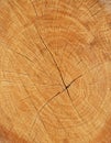 Wood section texture Royalty Free Stock Photo