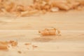 Wood shavings