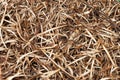 wood shavings straw chips fillings top view. wooden shavings. timber texture Royalty Free Stock Photo